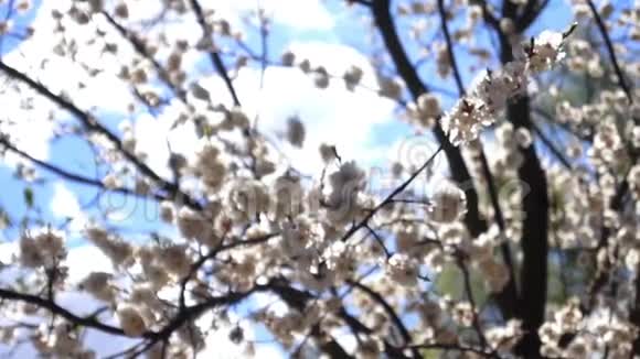 太阳花枝植物视频的预览图