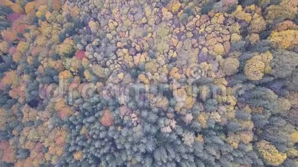飞过秋天的鱼林视频的预览图