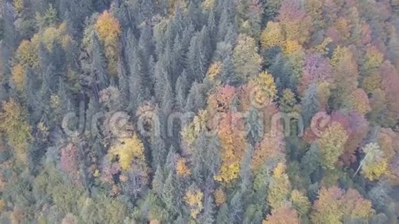 飞过秋天的鱼林视频的预览图