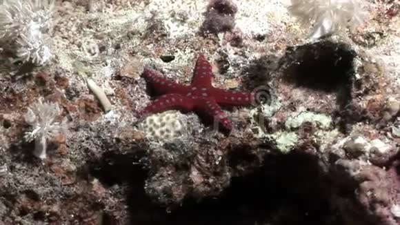 水下放松视频关于海洋自然在纯净透明的红海视频的预览图