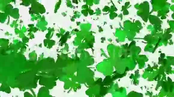 白色绿色的三叶草视频的预览图