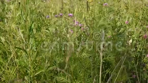 田野里的草视频镜头静态摄像机视频的预览图