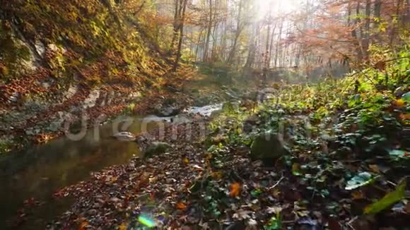 秋林中的山河五颜六色的叶子视频的预览图