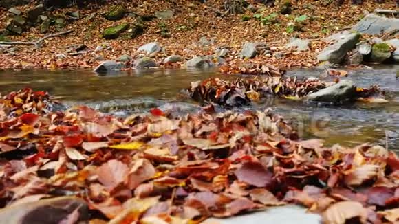 秋天森林里的山河在阳光明媚的日子里视频的预览图