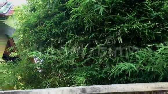 中国住宅花园的竹树视频的预览图