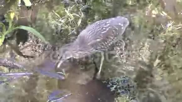 在沼泽地里的赫伦视频的预览图