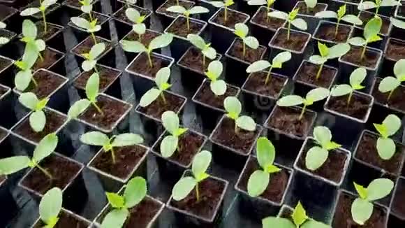 温室里的黄瓜苗温室里的幼苗视频的预览图