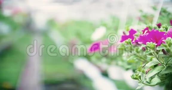 跟踪拍摄花卉植物视频的预览图
