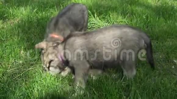 美丽有趣的小狗萨罗斯狼狗在公园的绿色草坪上玩股票录像视频视频的预览图
