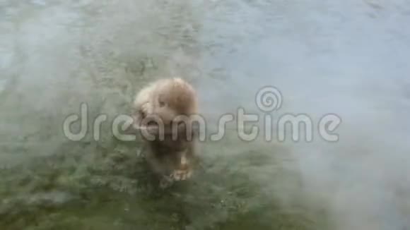 温泉中的日本猕猴或雪猴视频的预览图