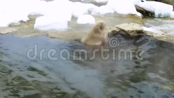 温泉中的日本猕猴或雪猴视频的预览图