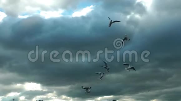 动物鸟海鸥飞翔视频的预览图