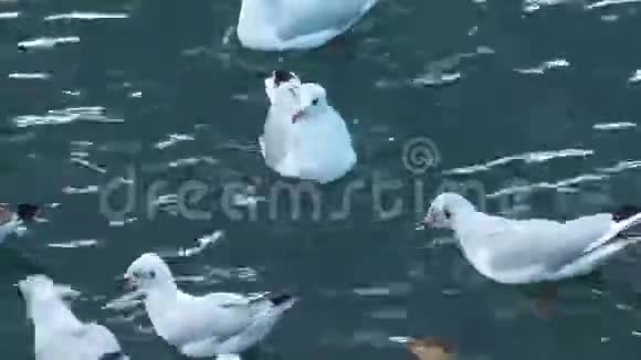 动物鸟海鸥飞翔视频的预览图