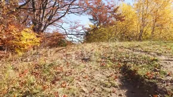 镜头在森林中移动秋天的美丽森林视频的预览图