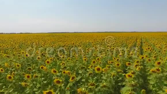 气观农田开花油籽向日葵的田野上景视频的预览图