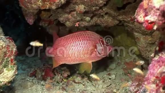 珊瑚海底的鲜红色鱼类视频的预览图