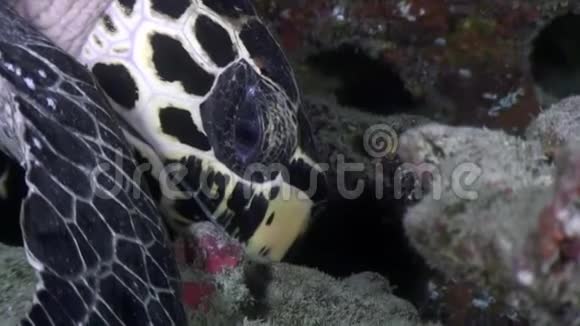绿海龟在清洁的海底水下马尔代夫视频的预览图