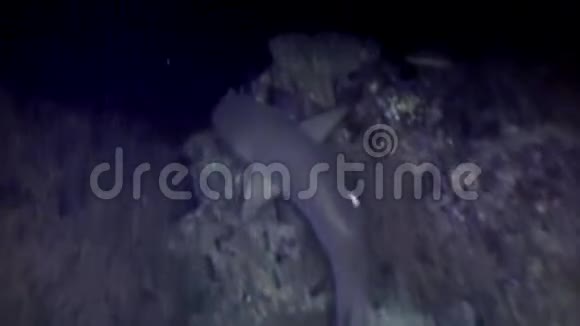 鲨鱼水下寻找食物惊人的珊瑚海底马尔代夫视频的预览图