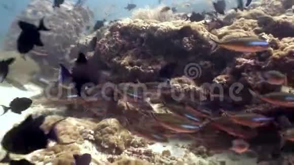 马尔代夫的学校鱼水下放松背景视频的预览图