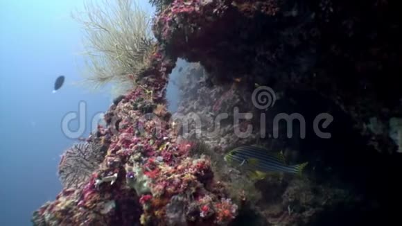 马尔代夫海底背景下条纹黄鱼视频的预览图