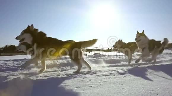 狗所驾驭的狗会滋生带有人的哈士奇拉力雪橇慢动作视频循环视频的预览图