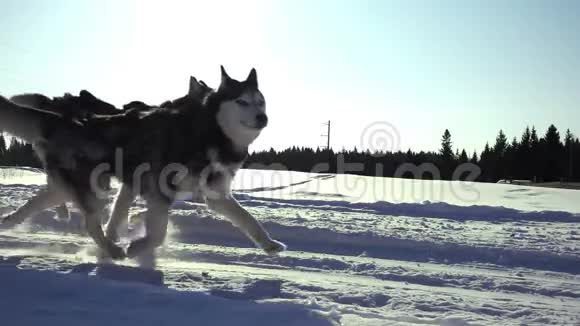 狗所驾驭的狗会滋生哈士奇拉着人雪橇动作缓慢视频的预览图