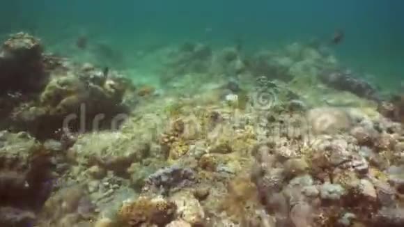 珊瑚礁和热带鱼印度尼西亚巴厘视频的预览图