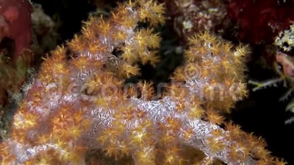 马尔代夫海底的软珊瑚令人惊叹视频的预览图