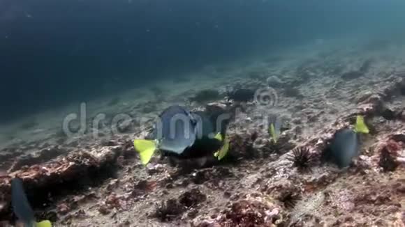 加拉帕戈斯的水下鱼学校视频的预览图