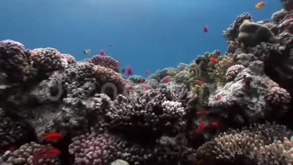 鱼学水下红海视频的预览图