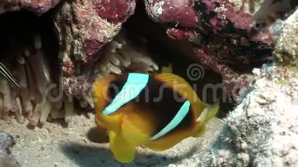 红海海底的蛇鱼视频的预览图