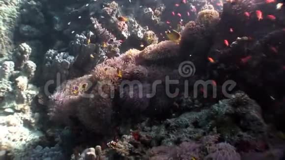 在红海水下的海葵中的小丑鱼视频的预览图