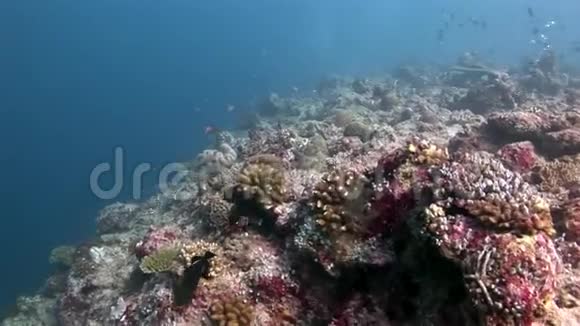 马尔代夫海底珊瑚礁惊人海底视频的预览图