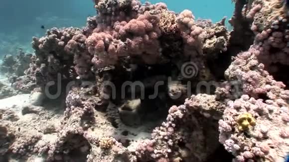 深海潜水在珊瑚礁放松水下红海视频的预览图