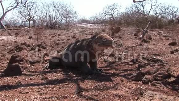 加拉帕戈斯群岛岩石海岸上巨大的鬣狗视频的预览图
