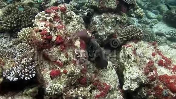 马尔代夫海底惊人海底的鱼学视频的预览图