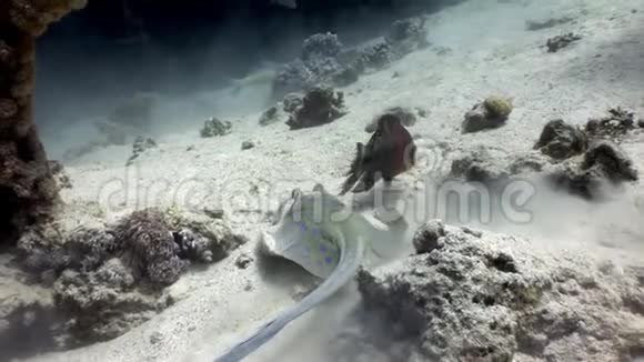 蓝色黄貂鱼太尼拉鲁玛水下红海视频的预览图
