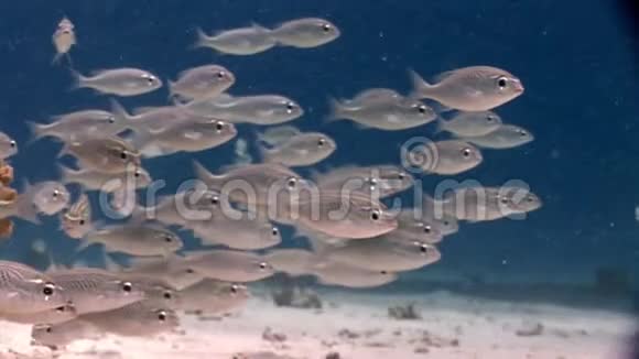 学银鱼水下红海视频的预览图