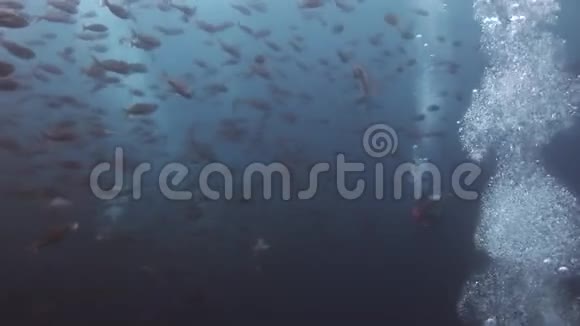 在加拉帕戈斯的学校鱼背景下潜水视频的预览图