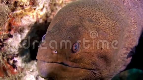 马尔代夫海底有危险的海鳗视频的预览图