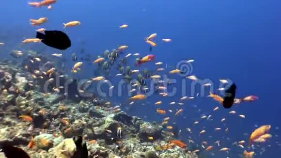 海洋和海洋的水下自然水族馆视频的预览图