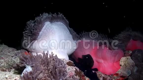 夫海海底的放线菌视频的预览图
