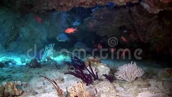美丽惊人的鱼水下海底背景的马尔代夫视频的预览图