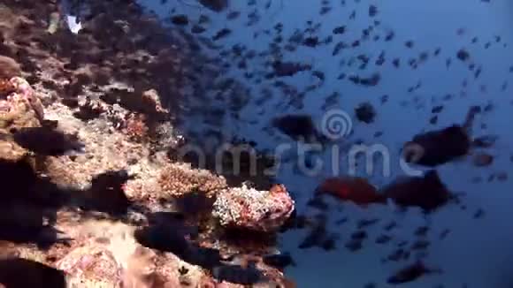 黑鱼学院海底天然海洋水族馆视频的预览图