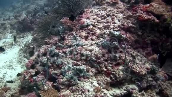 马尔代夫海底惊人视频的预览图