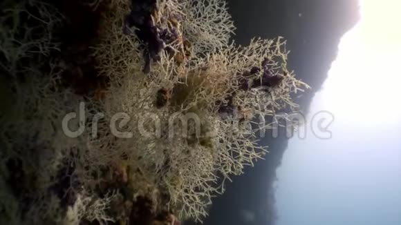 马尔代夫海底惊人海底的水下居民视频的预览图