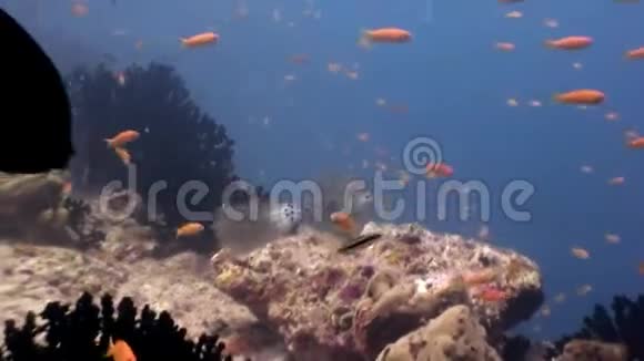 马尔代夫海底惊人海底的鱼学视频的预览图