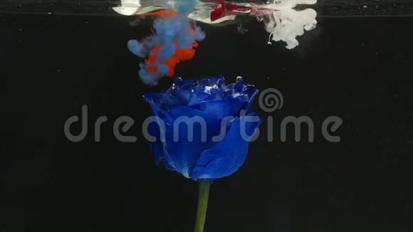 令人惊讶的是一朵美丽的蓝色玫瑰与水中的墨水混合在一起视频的预览图