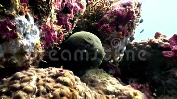 马尔代夫珊瑚礁海底的海鳗水下视频的预览图
