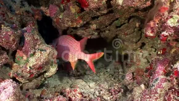 珊瑚海底的鲜红色鱼类视频的预览图